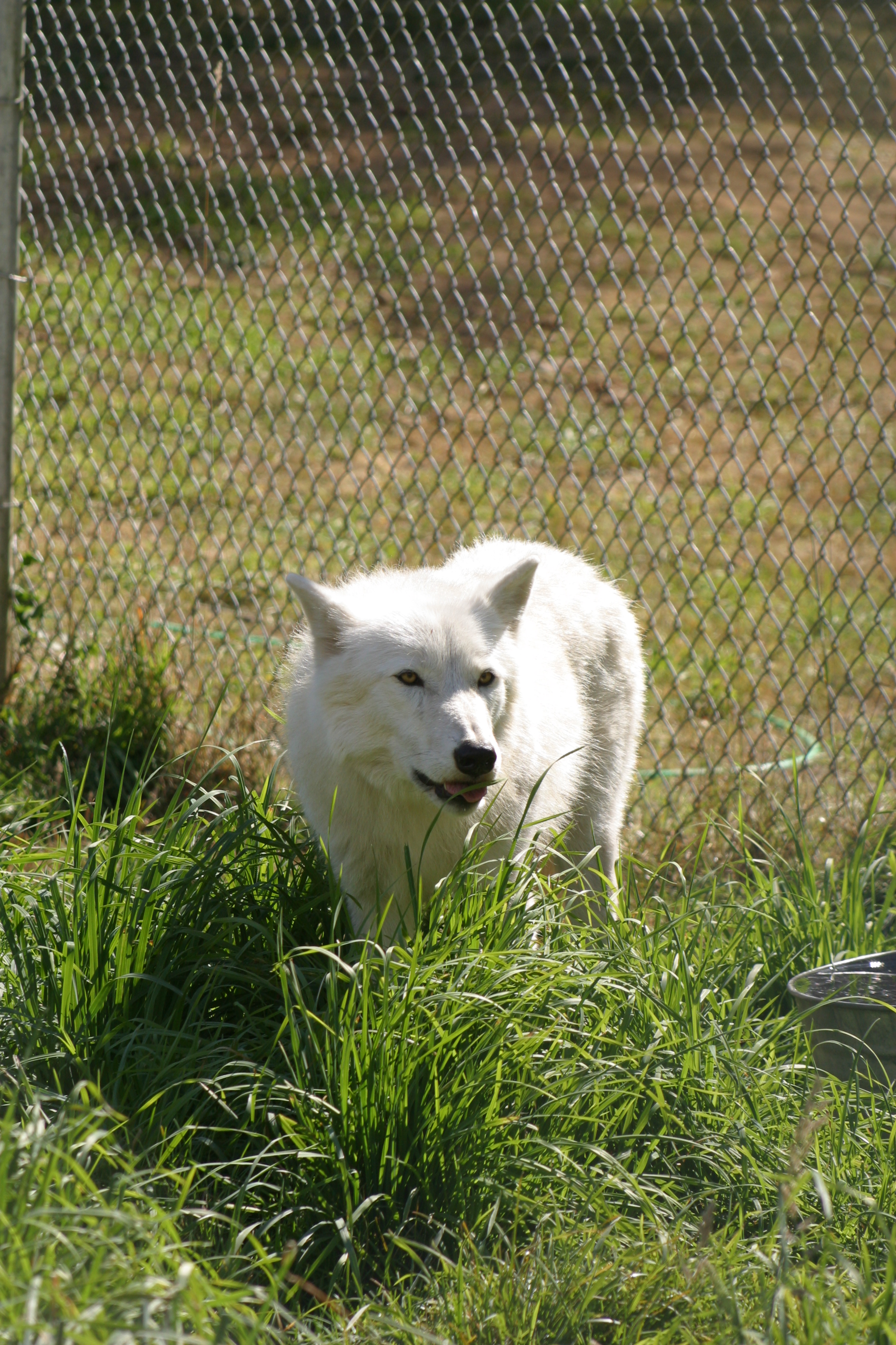America – Wolves: The Wolf as a Carnivore | Wild at Heart ♥ Blog