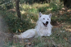 Nukka White Wolf Sancatuary Samantha Boston arctic wolf