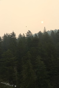 Forest fire orange sky hidden sun Oregon smoke blameitonmywildheartblog wildatheart