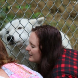 Sakarri White Wolf Sanctuary blameitonmywildheartblog wildatheart arctic wolf
