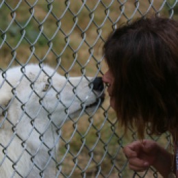 Sakarri White Wolf Sanctuary wolf kisses arctic wolf blameitonmywildheartblog wildatheartblog