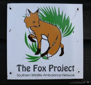The Fox Project logo blameitonmywildheartblog blame it on my wild heart blog wildatheart wild at heart